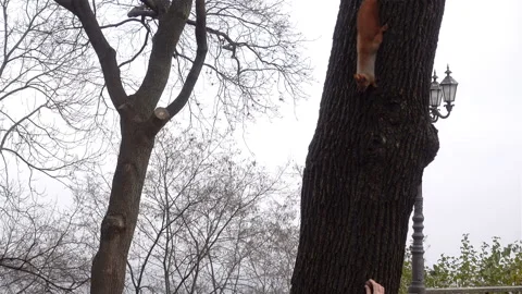A squirrel on a tree takes food from a person’s hand. Stock Footage 119948964