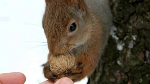 Squirrel in a tree takes a walnut with hand Stock Footage 70953342