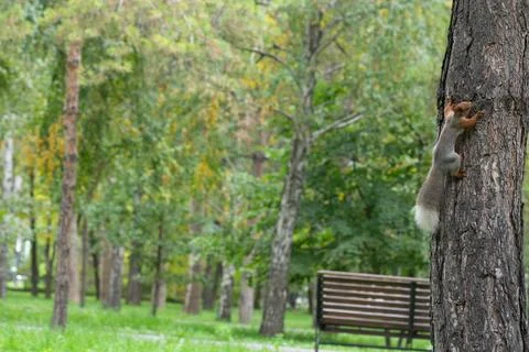 Squirrel on a tree, tree trunk Stock Photos