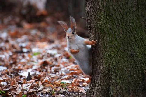 Squirrel on a tree trunk and looking into the distance Stock Photos