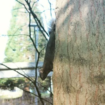 Squirrel on tree trunk in downward position Stock Photos