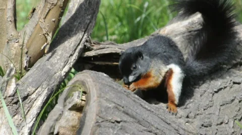 Squirrel in a tree trunk 스톡 동영상 567286