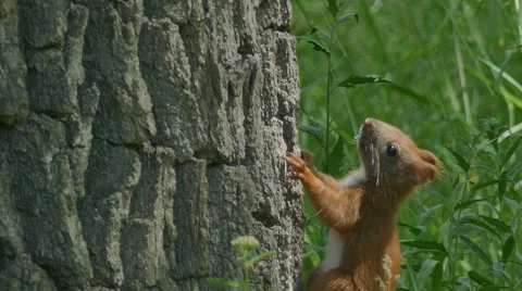 Squirrel on a tree trunk Stock Footage 64863656