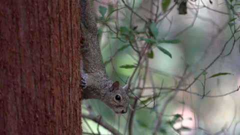 SQUIRREL ON A TREE TRUNK Stock Footage 230048733