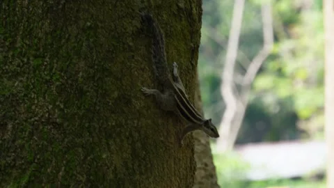 A squirrel on the tree trunk Stock Footage 311728382