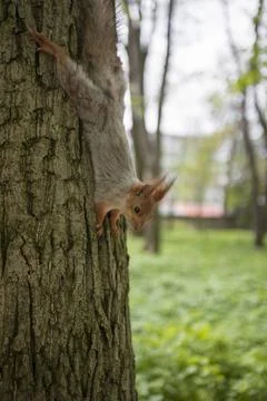 Squirrel On Tree Trunk Looking At Camera Stock Photos
