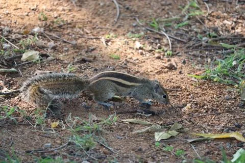 A Squirrel on the tree trunk looking curiously in its natural habitat. - Imag Stock Photos