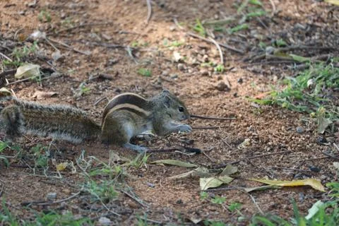 A Squirrel on the tree trunk looking curiously in its natural habitat. - Imag Stock Photos