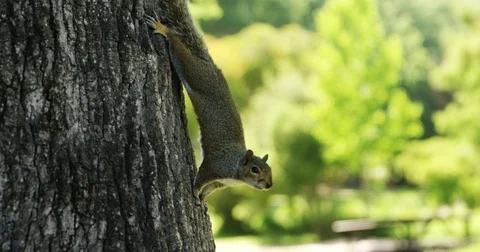 Squirrel on tree trunk in the park Stock Footage 76428217