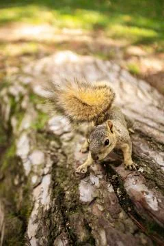 Squirrel on Tree Trunk Stock Photos