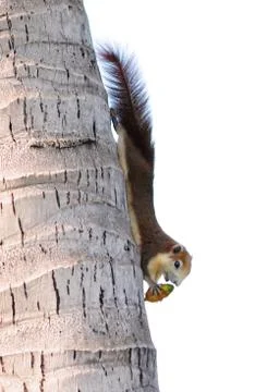 Squirrel on a Tree Trunk Stock Photos