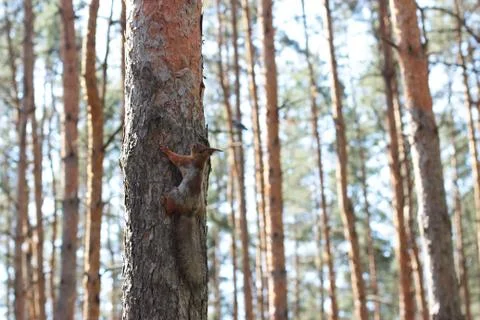 Squirrel on tree trunk Stock Photos