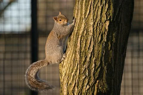 Squirrel on the tree trunk Stock Photos