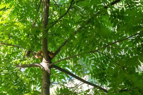 A squirrel on a tree trunk Stock Photos