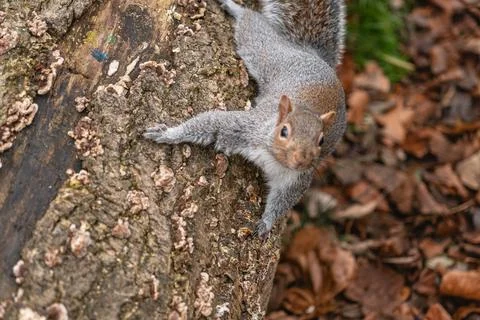 Squirrel on a Tree Trunk Stock Photos
