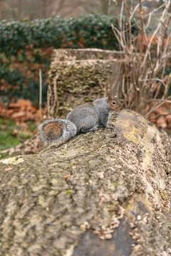 Squirrel on a Tree Trunk Stock Photos