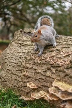 Squirrel on a Tree Trunk Stock Photos