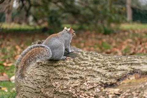 Squirrel on a Tree Trunk Stock Photos