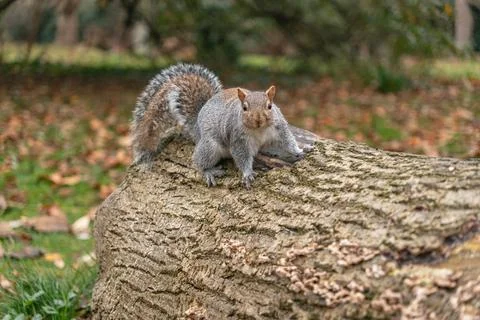 Squirrel on a Tree Trunk Stock Photos