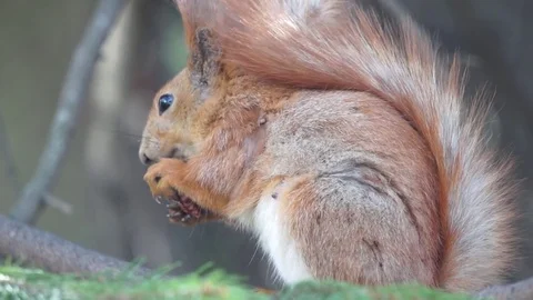 Squirrel on a tree with walnut 库存影片 80597044