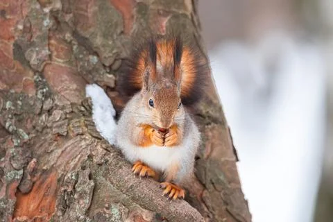 Squirrel on tree in winter park Stock Photos