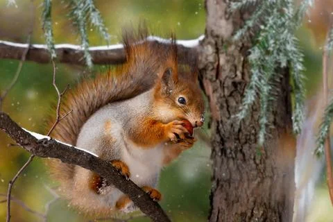Squirrel on tree in winter park Stock Photos