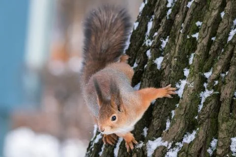 Squirrel on the tree in winter Stock Photos