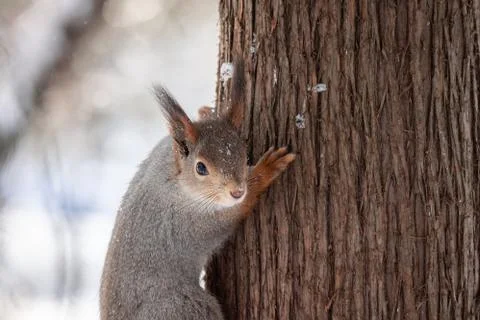 Squirrel tree in winter Stock Photos