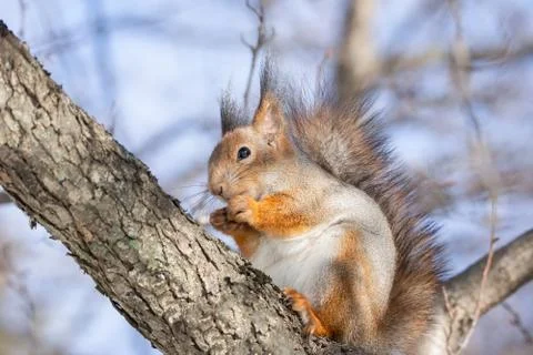 Squirrel tree in winter Foto stock