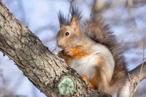 Squirrel tree in winter Stock Photos