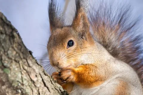 Squirrel tree in winter Foto stock