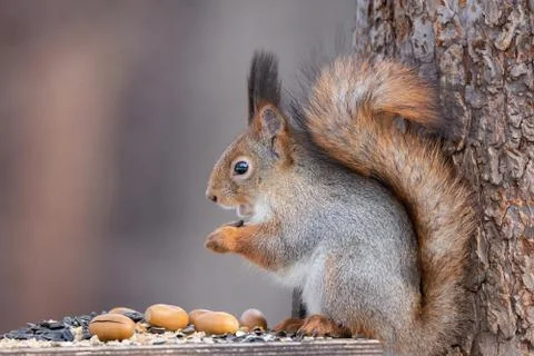 Squirrel tree in winter Stock Photos