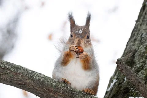 Squirrel tree in winter Stock Photos