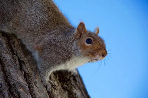 Squirrel Treeclimbing Stock Photos