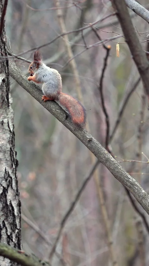 Squirrel on Trees in Early Spring Forest at the End of March. Vertical. Video stock 306188260