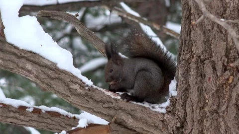 Squirrel in the Trees Video stock 333144346