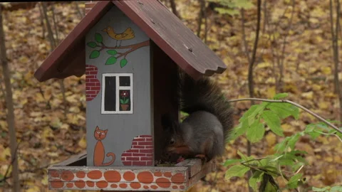 Squirrel tries to put two nuts in its mouth Stock Footage 219732811