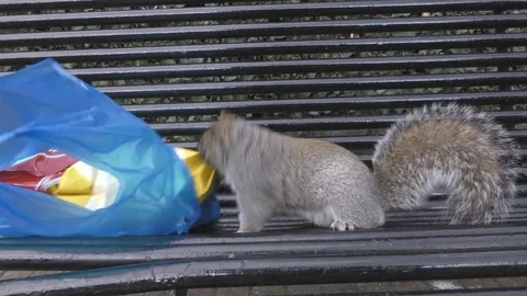 Squirrel tries to take food from the package. Stock Footage 82912273