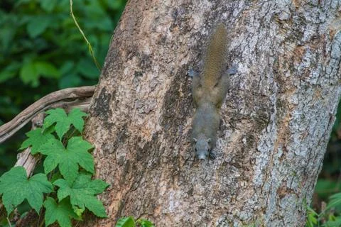 Squirrel in the tropical forests 스톡 사진