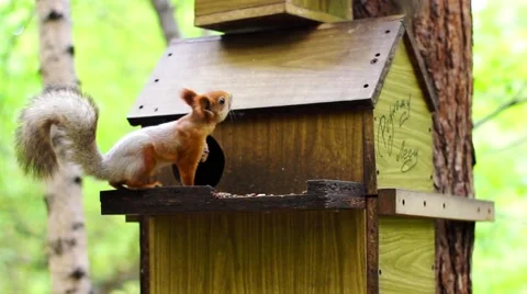Squirrel at the trough in the Park 库存影片 59152050