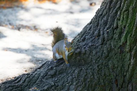 Squirrel  on trunk Stock Photos