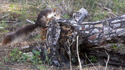 A squirrel on a trunk Foto stock