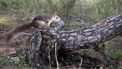 A squirrel on a trunk Stock Photos