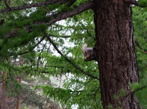 Squirrel on trunk of pine tree in the forest Stock-Fotos