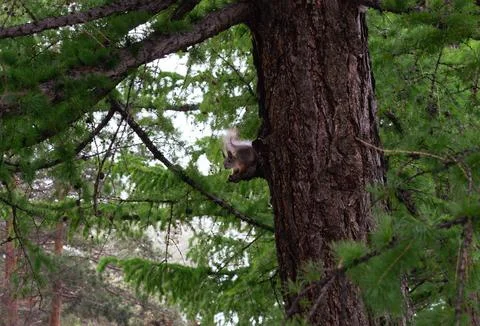 Squirrel on trunk of pine tree in the forest Stock Photos