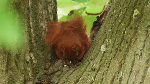 A squirrel trying to sleep on a tree Vídeo Stock 342016282
