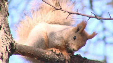 Squirrel on the twig Stock Footage 284635
