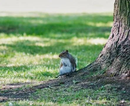 Squirrel under the tree watching Stock Photos