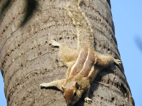 Squirrel  upside down on a palm tree, closeup shot Foto stock