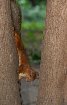 Squirrel upside down on a tree trunk Stock Photos